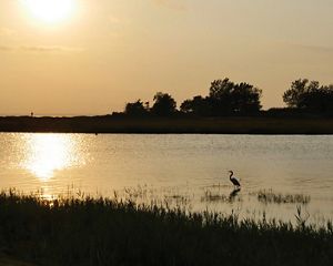 A great blue heron hunts for fish on the Chesapeake Bay.