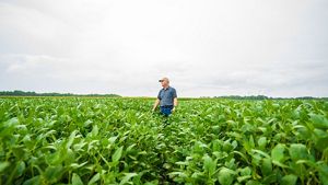 Farmer stands in a soybean farm. 