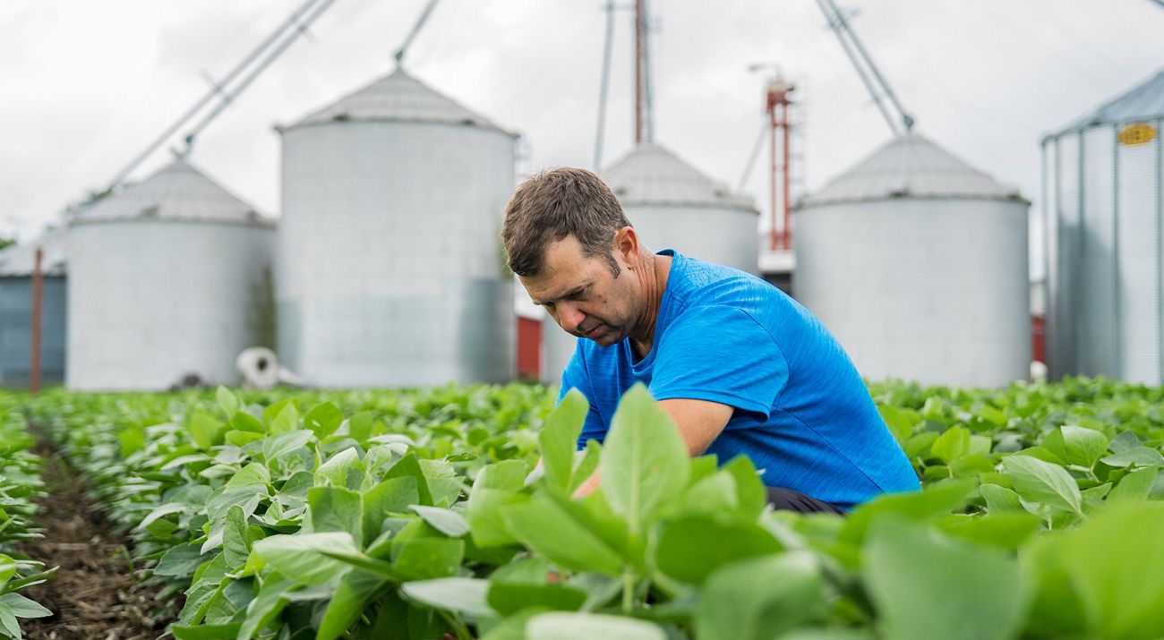 A man smiles as he looks at his corn crop in a cornfield.