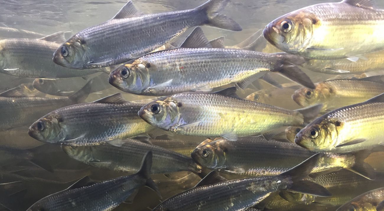 Underwater view of a school of fish swimming in a current.