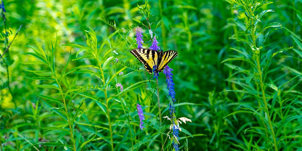 A butterfly flaps its wings atop a Maine wildflower.
