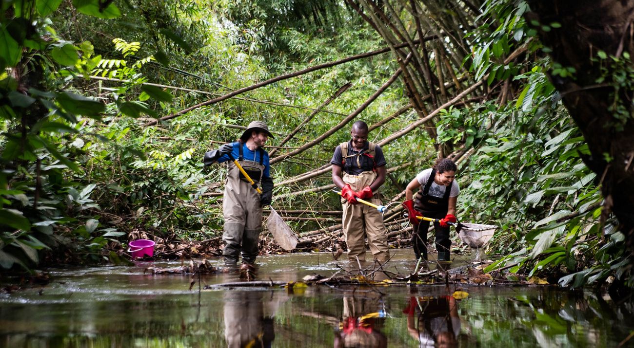 Three people with nets collect fish in a river.