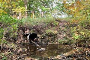 Before photo of undersized culvert in a ditch in a wooded area, clogged with fall leaves.