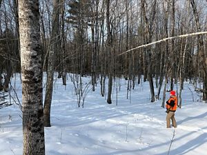 A hunter wearing blaze orange carries a rifle through the snowy Maine woods.