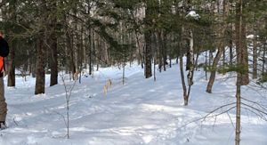 A Maine hunter in blaze orange is seen standing in the winter woods. 
