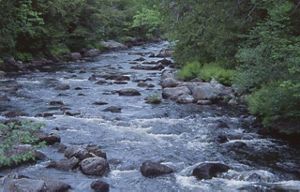 Close-up view of a cobbled stream flowing through a forested area.