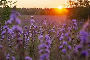 The sun sets over a field that includes small purple flowers.