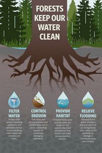 An infographic with a tree and illustrated water droplets that each contain information about how forests contribute to a clean water supply.