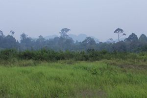 A field is in the foreground with a stand of trees in the background.