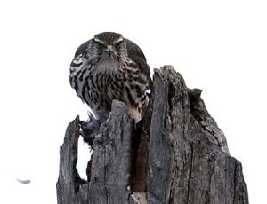 Close-up of a brown merlin falcon with white and brown feathered chest.