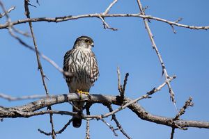 A brown mottled falcon rests on a branch.