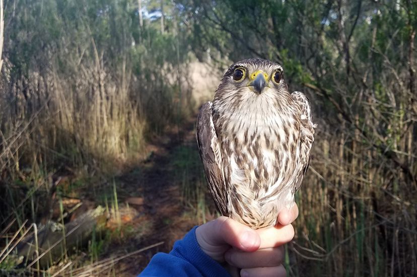 A hand tightly grips the feet of a small falcon. The bird has bright black eyes and brown and white mottled feathers.