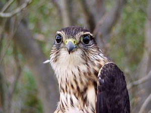 Portrait of an adult merlin.