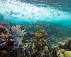 Snorkeling on reef 10-15 min boat ride north of main dock in Puerto Morelos. The reef was overall quite healthy. Documenting wave action at the reef.