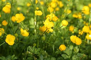 Meadow buttercup flowers are blooming in a field. 
