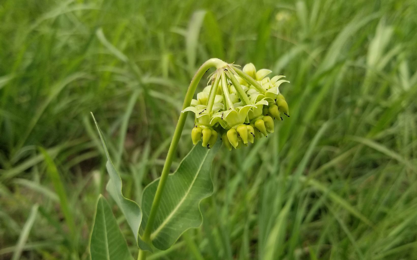 
                
                  Mead's Milkweed An endangered tallgrass prairie plant. The largest know reproducing popultation of Mead's milkweed is in Anderson County, Kansas where TNC owns 1,450 acres.
                  © Laura Rose Clawson/TNC
                
              