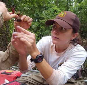 A woman wearing a hat uses an instrument to measure a crawfish.