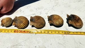 Bay scallops are lined up next to a measuring tape.