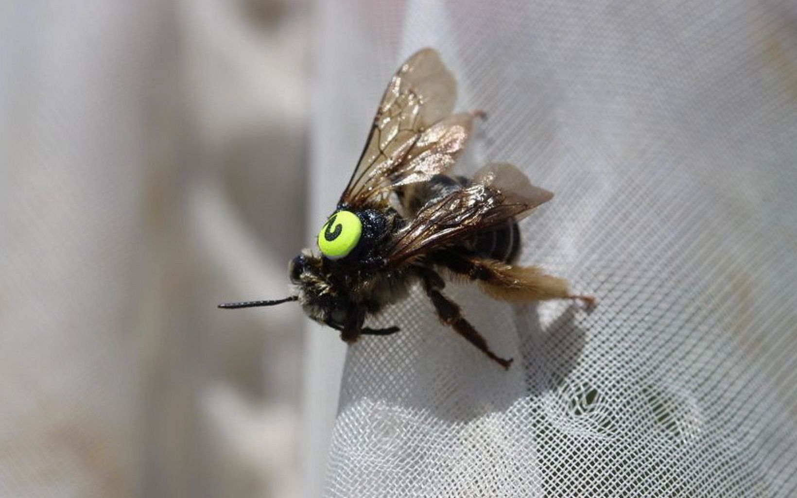 The Melissodes boltoniae is long-horned bee that does not have a common name. This bee has been fitted with a paper tag for Shelly Wiggam's research on solitary bees.