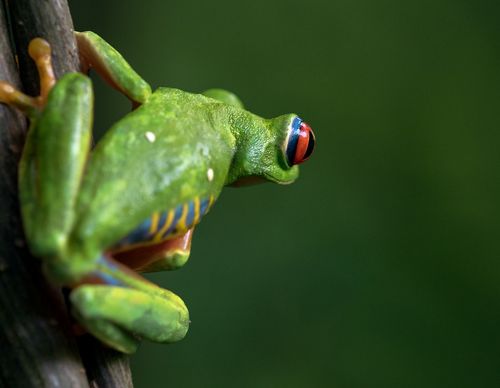 Reduced-impact logging generates revenue in Mexico