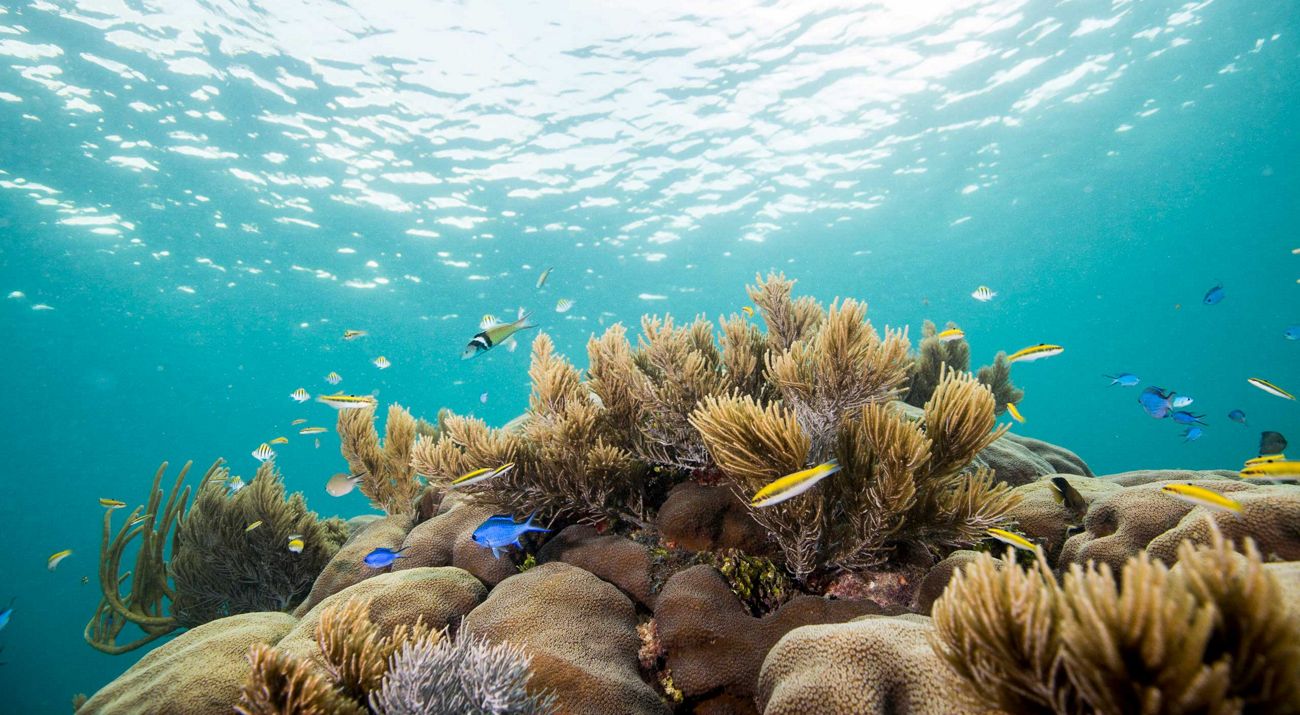 Colorful fish on a healthy reef with bright blue ocean water in the background.