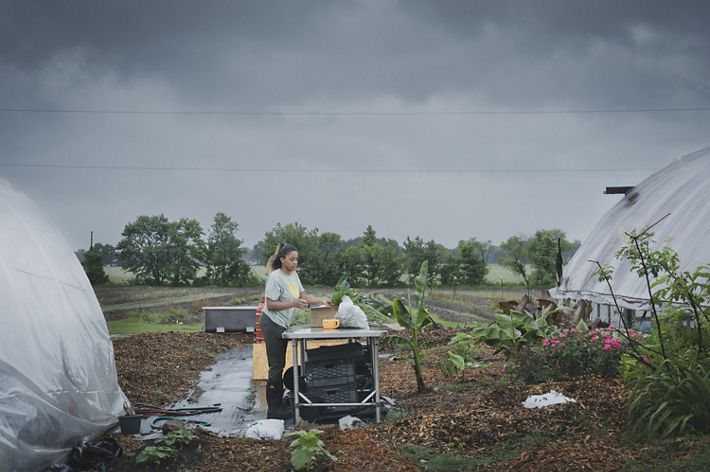Person standing on farm loading up delivery boxes between two high tunnels.