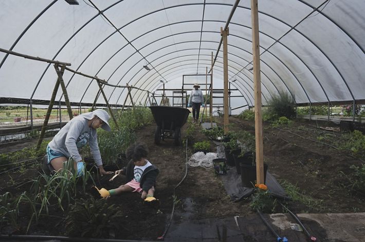3 people farming inside a high tunnel.