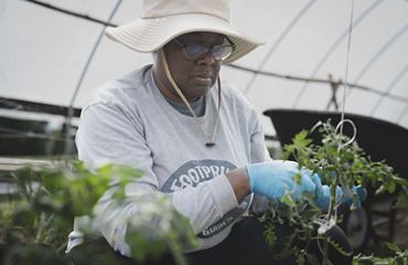 Woman ties up tomato plants on string.