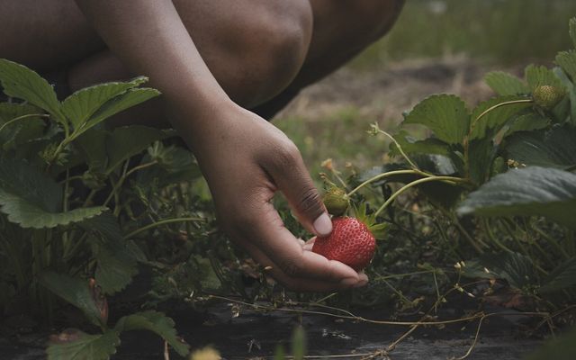 Hand picking a strawberry.