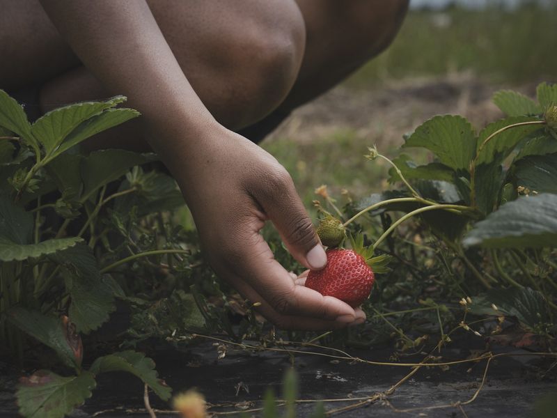 Hand picking a strawberry.