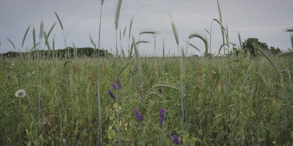 Close up of cover cropping including peas, winter rye.