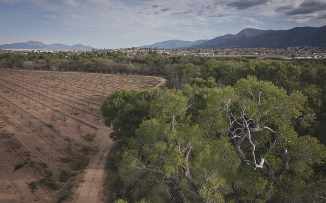 Rows of young tree saplings grow in a curving orchard next to a grove of mature trees.