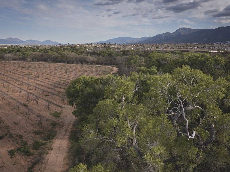 Rows of young tree saplings grow in a curving orchard next to a grove of mature trees.