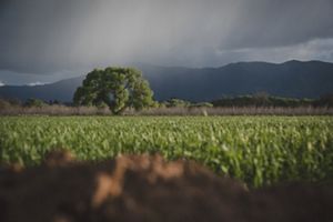 A field of young green wheat and barley. Tall mountains line the horizon in the background.