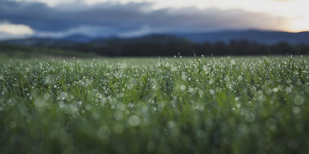 Grass with dew.
