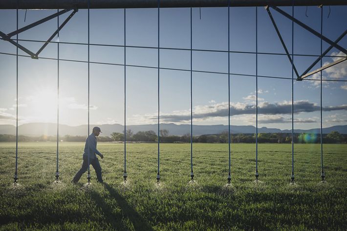 A man walks across a farm field. Long dangling irrigation hoses hang down in a straight line, supported from a structure above.