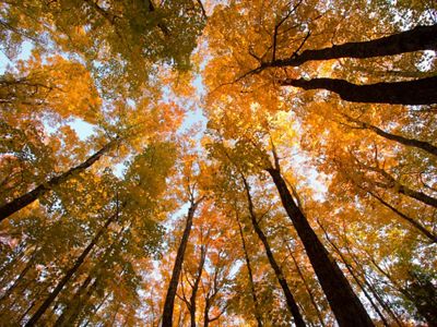 View of a tree canopy in fall color from below.