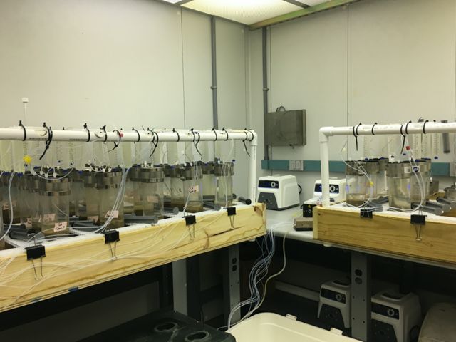 Soil samples are studied in a lab.