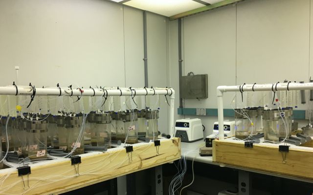 Soil samples are studied in a lab.