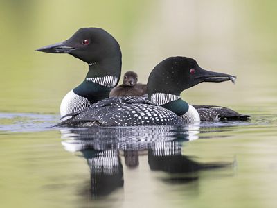 Three common loons, an adult and a chick, float together in still water. 