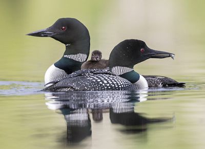 Two adult loons and a baby loon sit on the water's surface.