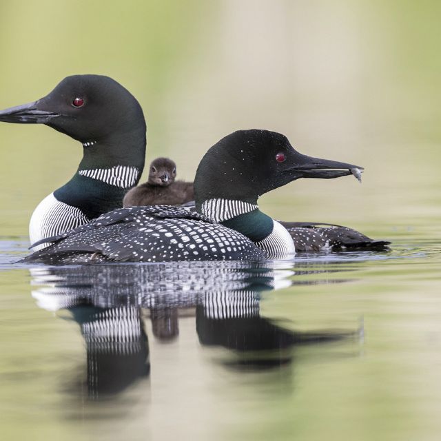 Loon Rising Mn The Nature Conservancy in Minnesota