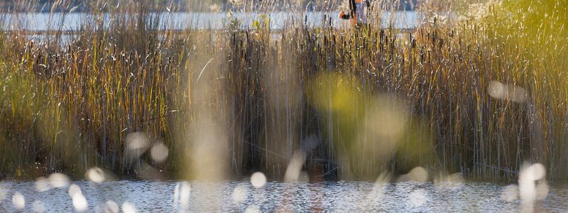 Tall grasses amid wetlands in the foreground with a jogger in the background on a sunny day.