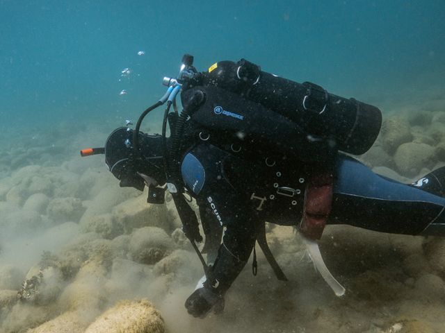 A TNC diver examines a reef at the bottom of Lake Michigan. The water is clear and the bottom visible for a few feet. 