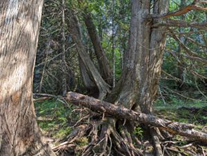 A forest of tall trees that are leaning slightly. 