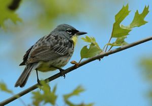 A Kirtland's warbler, a small gray bird with a yellow neck, perches on a branch.