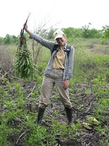 A person holds a plant that was removed from Ives Road Fen Preserve. 