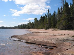 Towering trees grow along a sandy shoreline. Waves crash on the shore. 