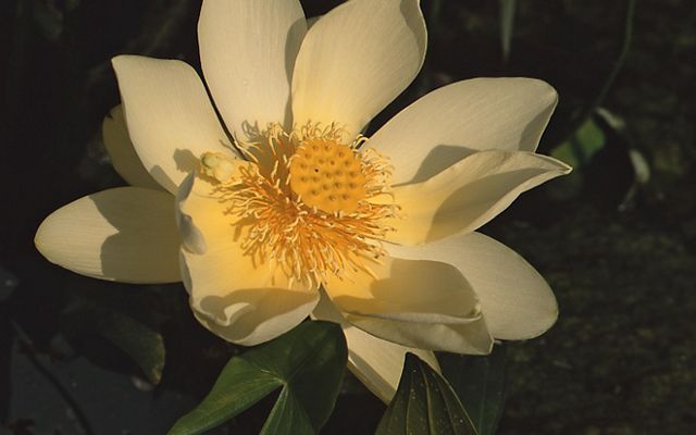 A close up of the white-yellow petals of the American lotus in TNC's Erie Marsh Preserve, Michigan. 