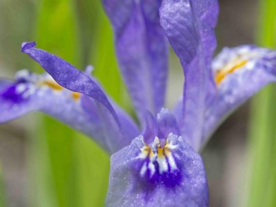 A close up of the purple and yellow petals of the rare dwarf lake iris.